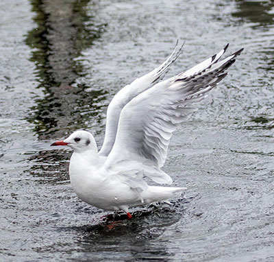 Black-headed Gull (Chroicocephalus ridibundus) [Dragør, Denmark]