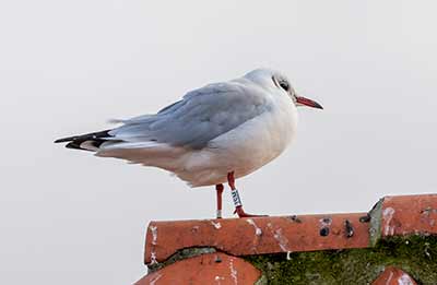 Black-headed Gull (Chroicocephalus ridibundus) [Dragør, Denmark]