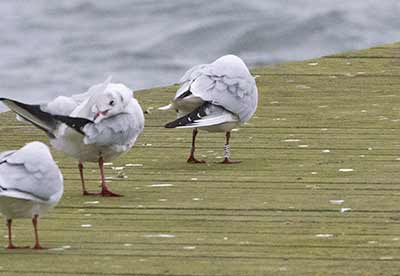 Black-headed Gull (Chroicocephalus ridibundus) [Søstjernen (Amager Strand), Denmark]