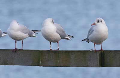 Black-headed Gull (Chroicocephalus ridibundus) [Søstjernen (Amager Strand), Denmark]