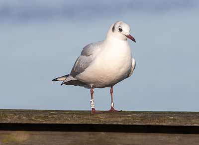 Black-headed Gull (Chroicocephalus ridibundus) [Søstjernen (Amager Strand), Denmark]