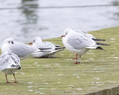 Black-headed Gull (Chroicocephalus ridibundus) [Søstjernen (Amager Strand), Denmark]