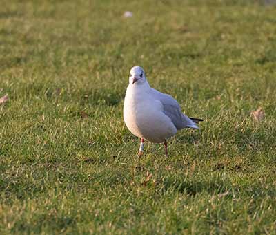 Black-headed Gull (Chroicocephalus ridibundus) [Amager Strandpark, Denmark]