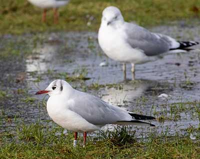 Black-headed Gull (Chroicocephalus ridibundus) [Amager Strandpark, Denmark]