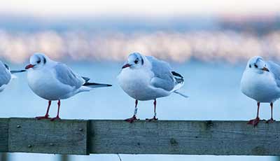 Black-headed Gull (Chroicocephalus ridibundus) [Søstjernen (Amager Strand), Denmark]