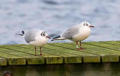 Black-headed Gull (Chroicocephalus ridibundus) [Søstjernen (Amager Strand), Denmark]