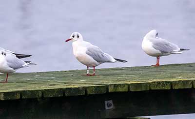 Black-headed Gull (Chroicocephalus ridibundus) [Søstjernen (Amager Strand), Denmark]