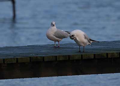 Black-headed Gull (Chroicocephalus ridibundus) [Søstjernen (Amager Strand), Denmark]