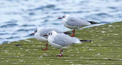 Black-headed Gull (Chroicocephalus ridibundus) [Søstjernen (Amager Strand), Denmark]