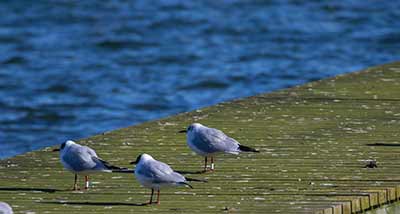Black-headed Gull (Chroicocephalus ridibundus) [Søstjernen (Amager Strand), Denmark]