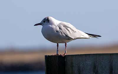 Black-headed Gull (Chroicocephalus ridibundus) [Søstjernen (Amager Strand), Denmark]