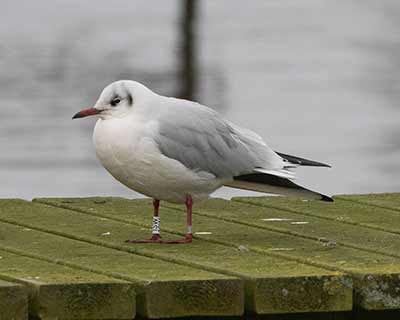Black-headed Gull (Chroicocephalus ridibundus) [Søstjernen (Amager Strand), Denmark]