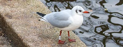 Black-headed Gull (Chroicocephalus ridibundus) [Tårnby Bypark, Denmark]