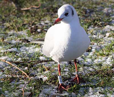 Black-headed Gull (Chroicocephalus ridibundus) [Tårnby Bypark, Denmark]