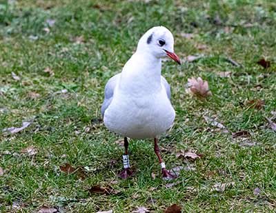 Black-headed Gull (Chroicocephalus ridibundus) [Tårnby Bypark, Denmark]