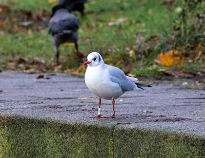 Black-headed Gull (Chroicocephalus ridibundus) [Tårnby Bypark, Denmark]