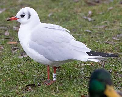 Black-headed Gull (Chroicocephalus ridibundus) [Tårnby Bypark, Denmark]