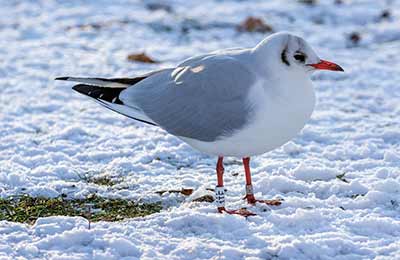 Black-headed Gull (Chroicocephalus ridibundus) [Tårnby Bypark, Denmark]