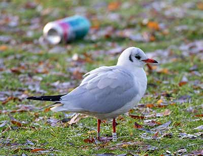 Black-headed Gull (Chroicocephalus ridibundus) [Tårnby Bypark, Denmark]