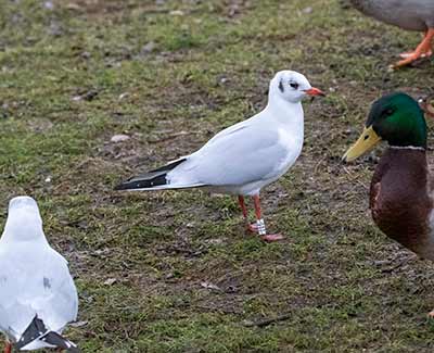 Black-headed Gull (Chroicocephalus ridibundus) [Tårnby Bypark, Denmark]