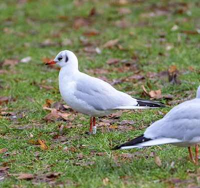 Black-headed Gull (Chroicocephalus ridibundus) [Tårnby Bypark, Denmark]