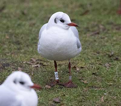 Black-headed Gull (Chroicocephalus ridibundus) [Tårnby Bypark, Denmark]