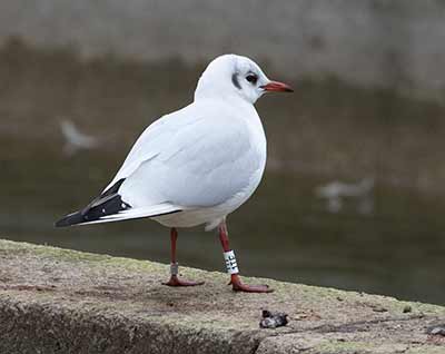 Black-headed Gull (Chroicocephalus ridibundus) [Tårnby Bypark, Denmark]