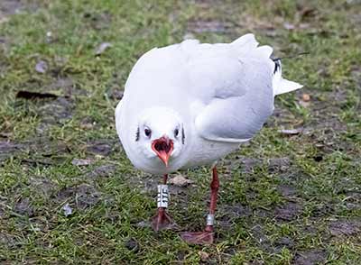 Black-headed Gull (Chroicocephalus ridibundus) [Tårnby Bypark, Denmark]