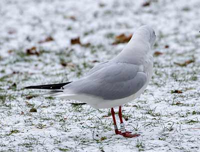 Black-headed Gull (Chroicocephalus ridibundus) [Søerne (København), Denmark]