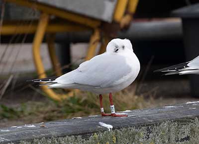 Black-headed Gull (Chroicocephalus ridibundus) [Dragør, Denmark]