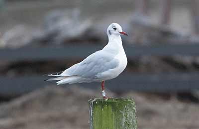 Black-headed Gull (Chroicocephalus ridibundus) [Dragør, Denmark]