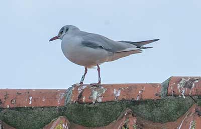 Black-headed Gull (Chroicocephalus ridibundus) [Dragør, Denmark]