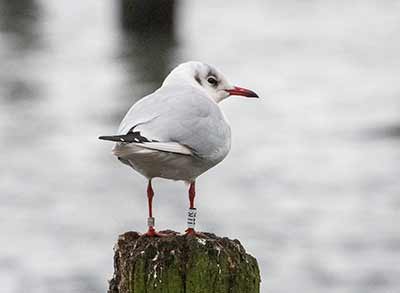 Black-headed Gull (Chroicocephalus ridibundus) [Dragør, Denmark]
