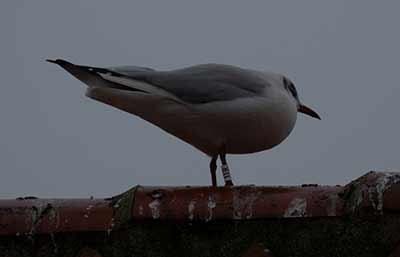 Black-headed Gull (Chroicocephalus ridibundus) [Dragør, Denmark]