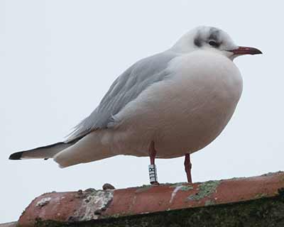 Black-headed Gull (Chroicocephalus ridibundus) [Dragør, Denmark]