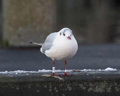 Black-headed Gull (Chroicocephalus ridibundus) [Dragør, Denmark]
