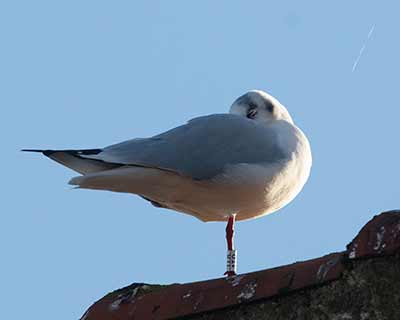 Black-headed Gull (Chroicocephalus ridibundus) [Dragør, Denmark]