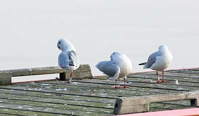 Black-headed Gull (Chroicocephalus ridibundus) [Dragør, Denmark]
