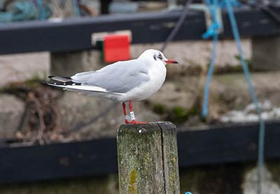 Black-headed Gull (Chroicocephalus ridibundus) [Dragør, Denmark]