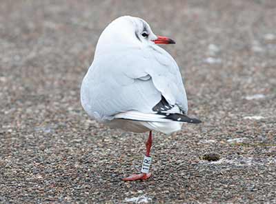 Black-headed Gull (Chroicocephalus ridibundus) [Dragør, Denmark]