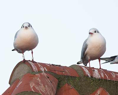 Black-headed Gull (Chroicocephalus ridibundus) [Dragør, Denmark]