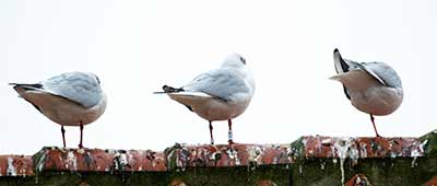 Black-headed Gull (Chroicocephalus ridibundus) [Dragør, Denmark]
