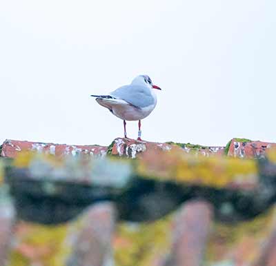Black-headed Gull (Chroicocephalus ridibundus) [Dragør, Denmark]
