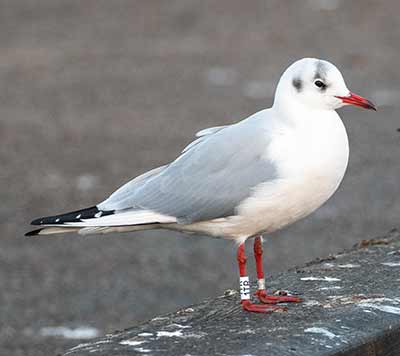 Black-headed Gull (Chroicocephalus ridibundus) [Dragør, Denmark]