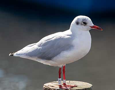 Black-headed Gull (Chroicocephalus ridibundus) [Dragør, Denmark]
