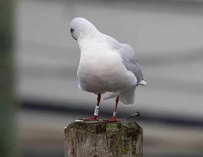 Black-headed Gull (Chroicocephalus ridibundus) [Dragør, Denmark]