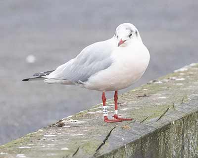 Black-headed Gull (Chroicocephalus ridibundus) [Dragør, Denmark]