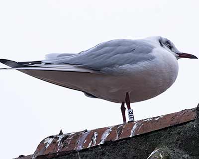Black-headed Gull (Chroicocephalus ridibundus) [Dragør, Denmark]