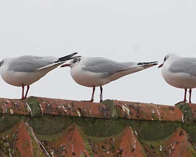 Black-headed Gull (Chroicocephalus ridibundus) [Dragør, Denmark]