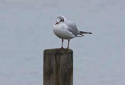 Black-headed Gull (Chroicocephalus ridibundus) [Søstjernen (Amager Strand), Denmark]